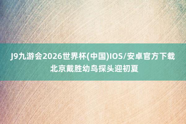 J9九游会2026世界杯(中国)IOS/安卓官方下载 北京戴胜幼鸟探头迎初夏